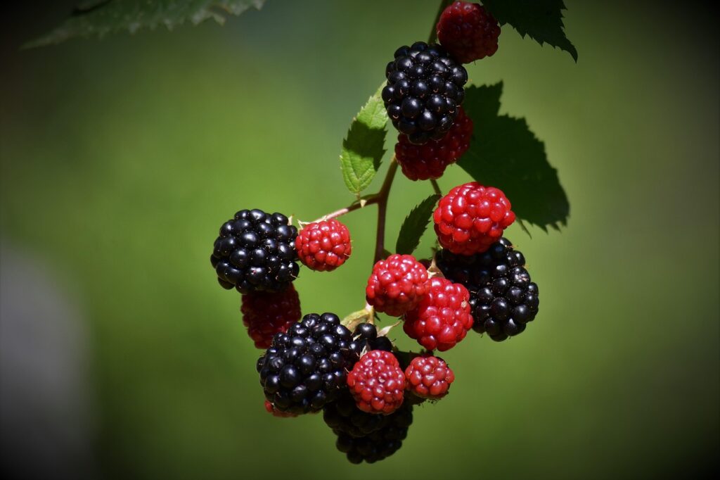 万田酵素の賞味期限切れは大丈夫なのか？