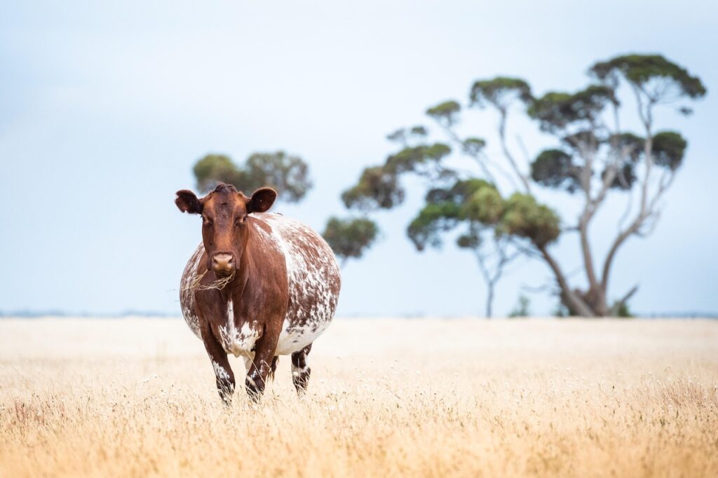 妊娠中に飲むべき酵素ドリンクはどれ？
