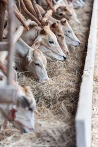 酵素ドリンクダイエットに牛乳を割って良いのはどんな効果がある？